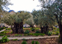 Photo Jerusalem - Garten Gethsemane_01